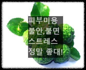 잎 달린 베르가못