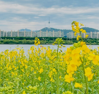 서래섬