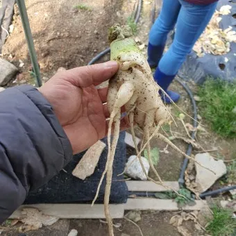 시래기용 무 재배 잎 관리 병해 줄이기 건조 보관_5