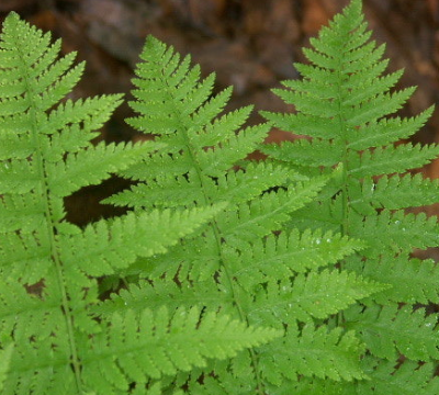 고사리 효능과 부작용 고르는법 칼로리