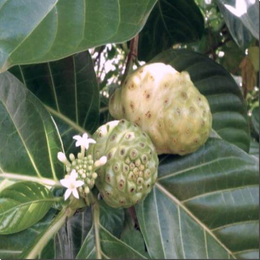 노니 먹는 법과 주의점