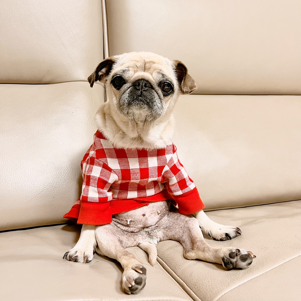 복댕이 배에 남은 피부염 흔적들