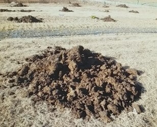 소똥이-안가득-쌓여있는-모습