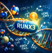 RUNX3 유전자 회복