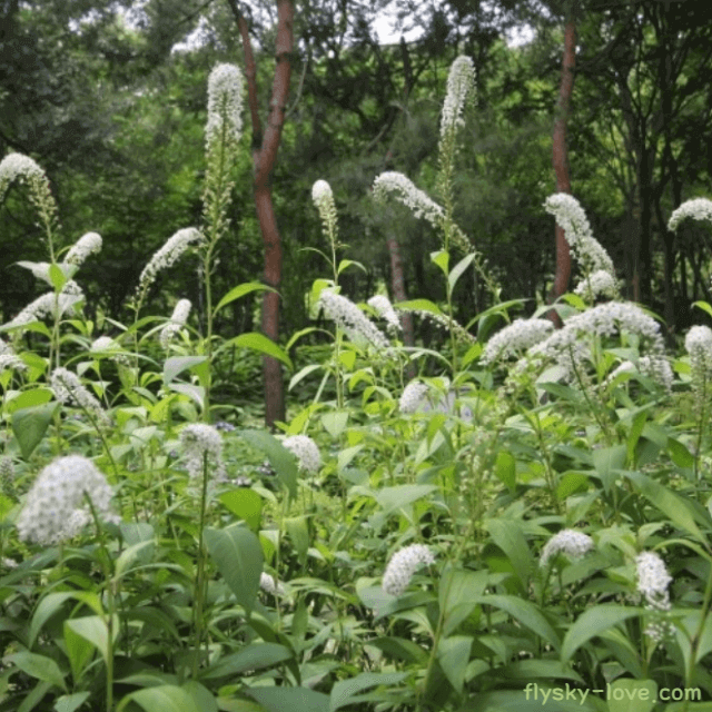 여성 질환에 좋은 큰까치수염