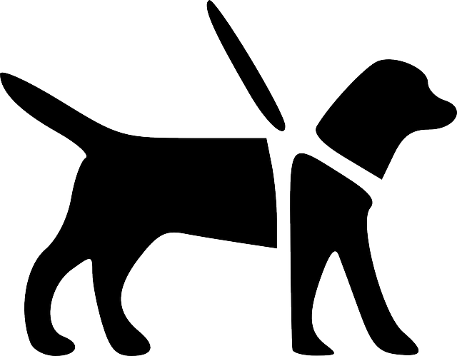 맹인 안내견 : 시각장애인의 동반자이자 길잡이