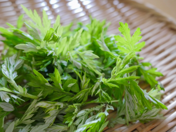 쑥 섭취 시 주의해야 할 부작용