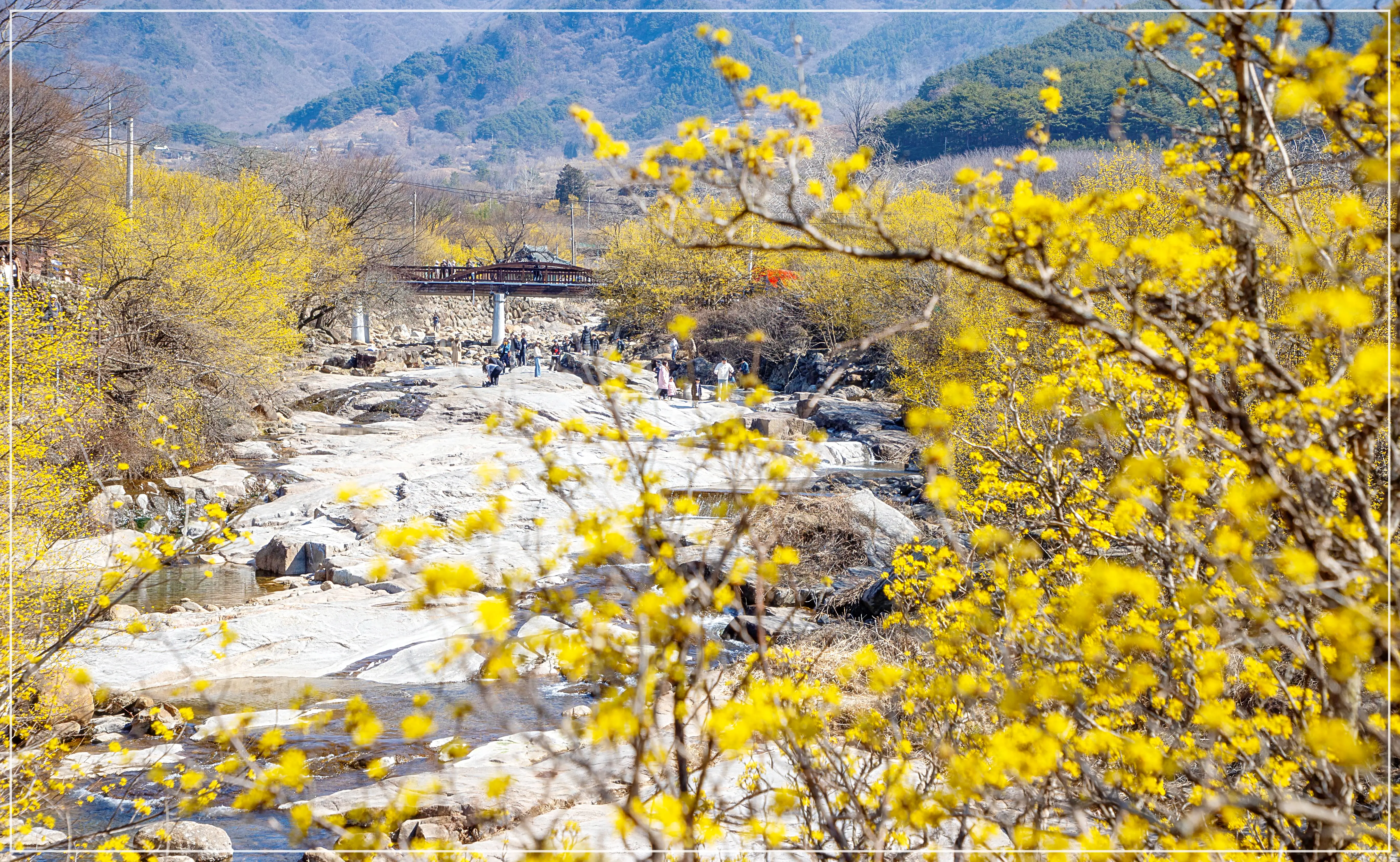 구례산수유꽃축제