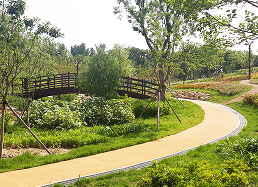 대구 이현공원 샤스타데이지