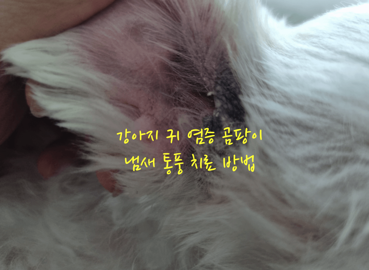 강아지 귀 염증