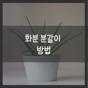 화분 분갈이 방법
