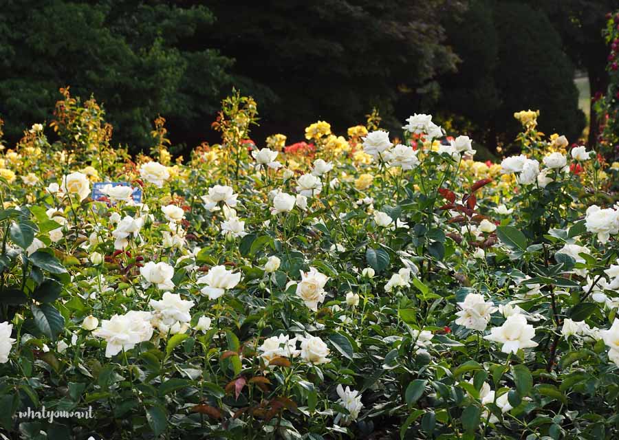 추천 방문 시간과 팁