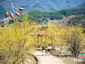 구례산수유꽃축제