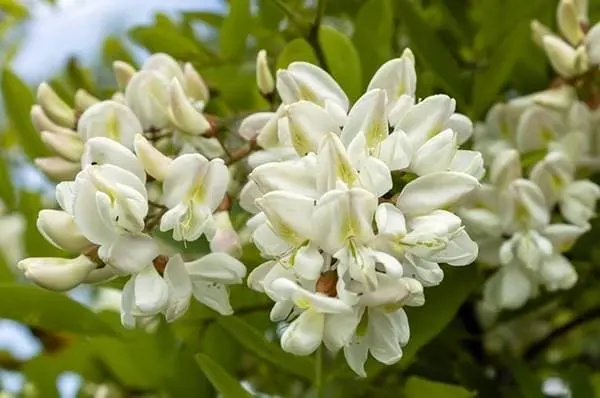 아카시아꽃 활용 시 주의할 점