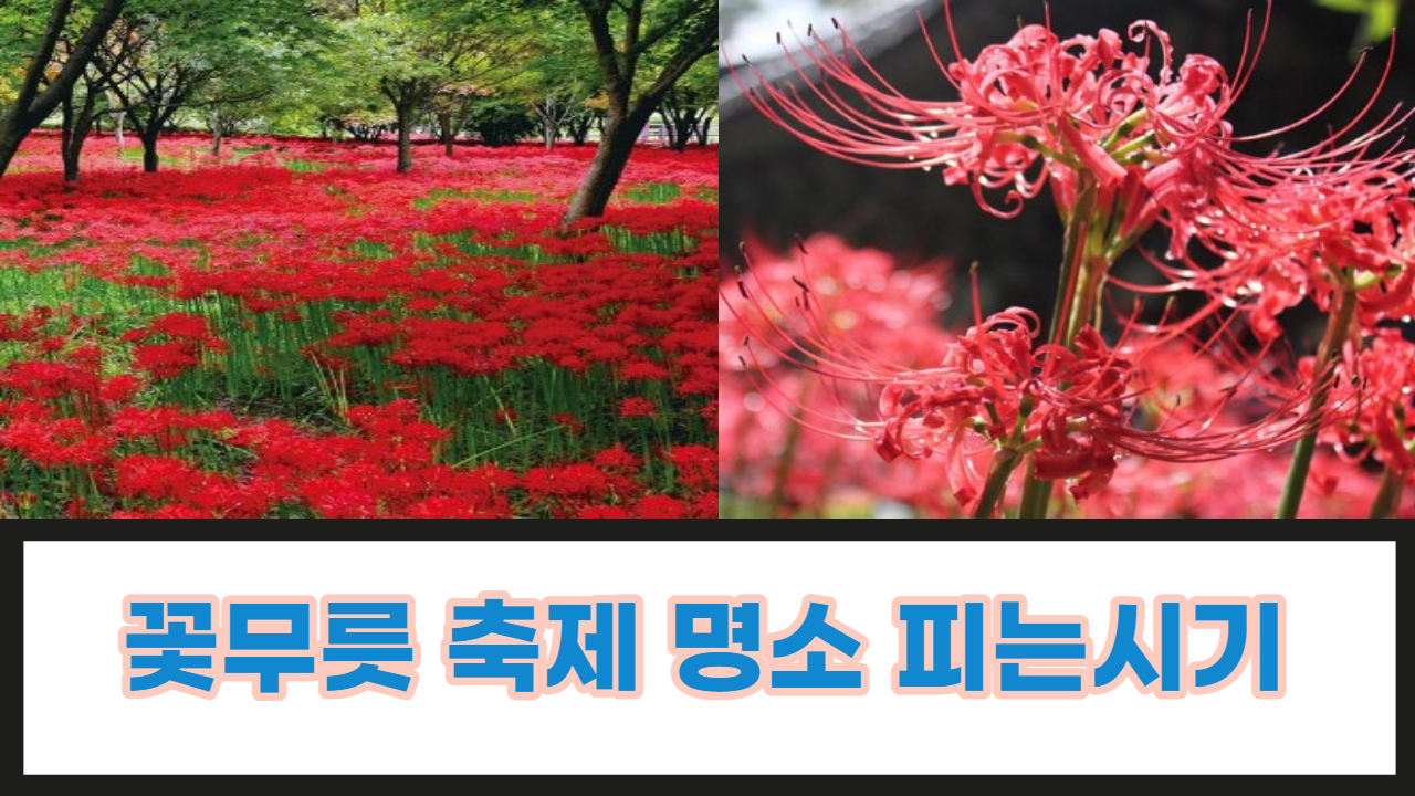 꽃무릇