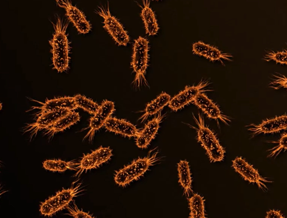 클라미디아 감염 경로