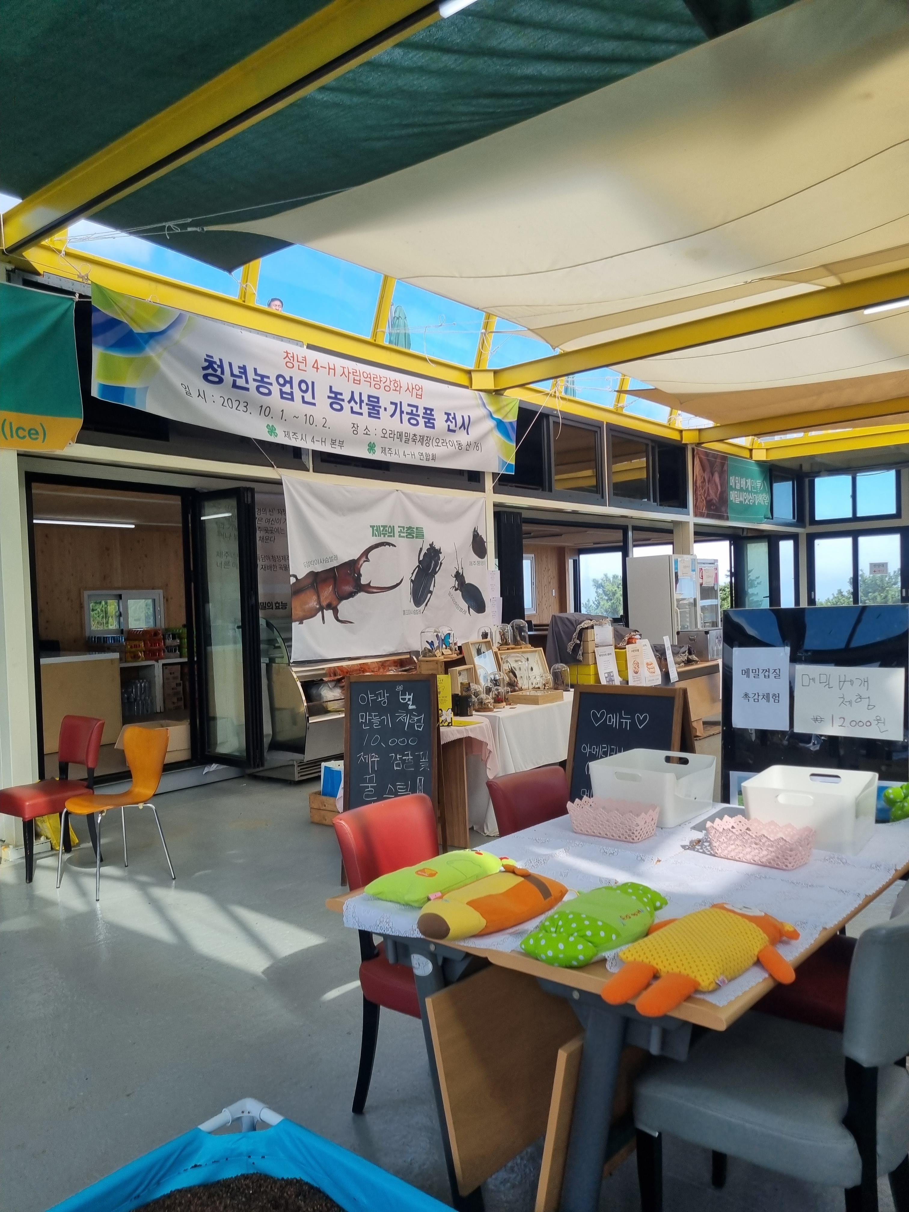 오라동 메밀꽃밭