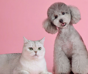 강아지와 고양이 합사 하는 방법