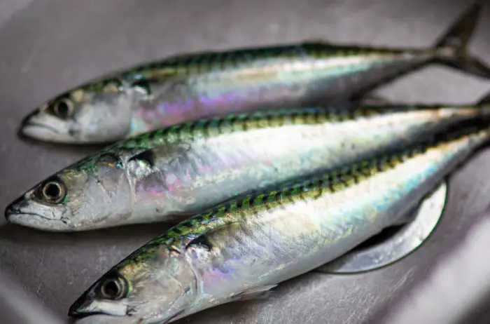 과메기 맛있게 먹는법