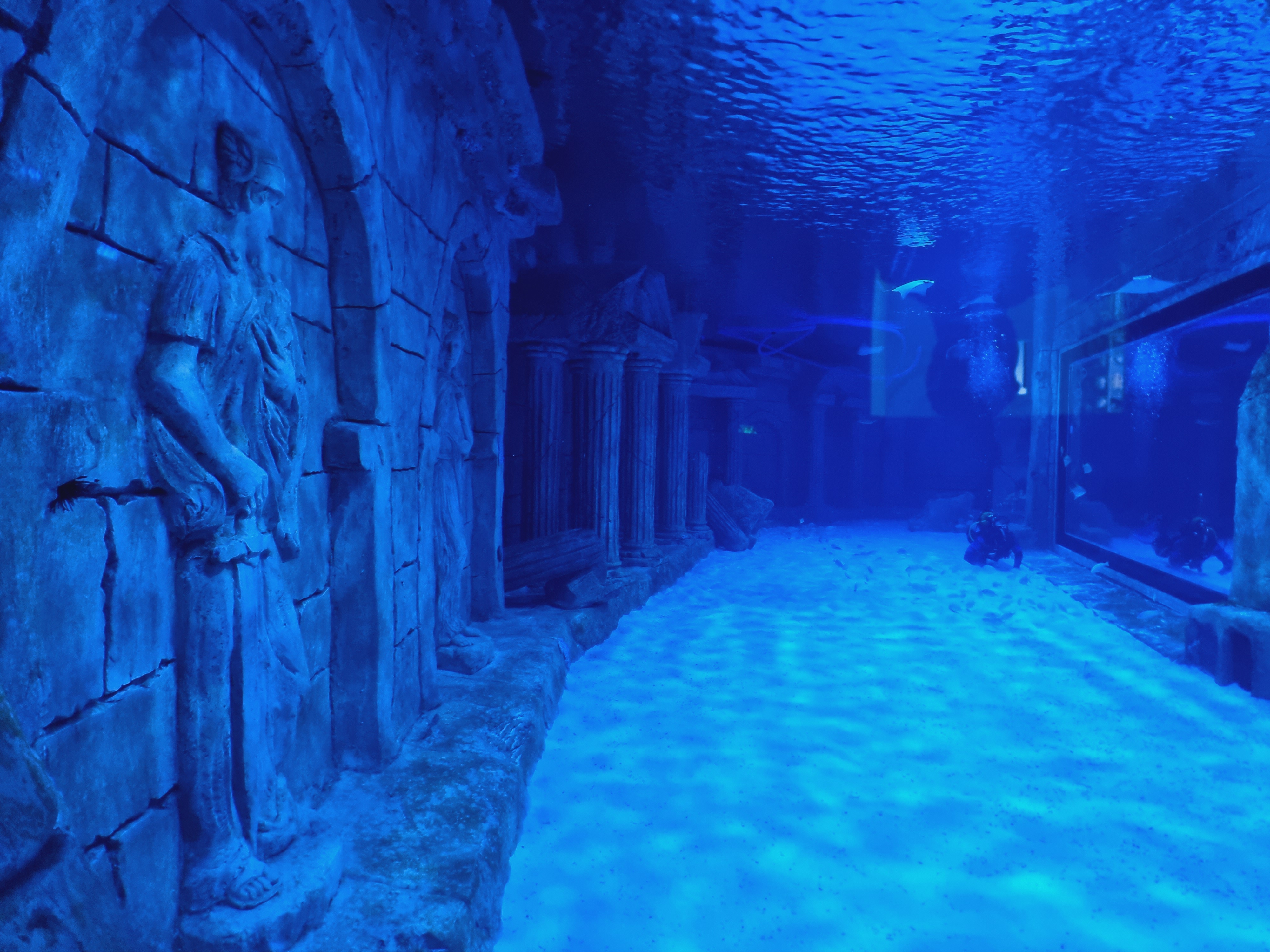 수족관을 정비중인 다이버