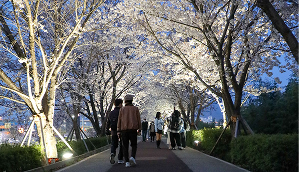 부산 강서 낙동강 벚꽃 축제가 4월 3일부터 5일까지 3일간 열린다.