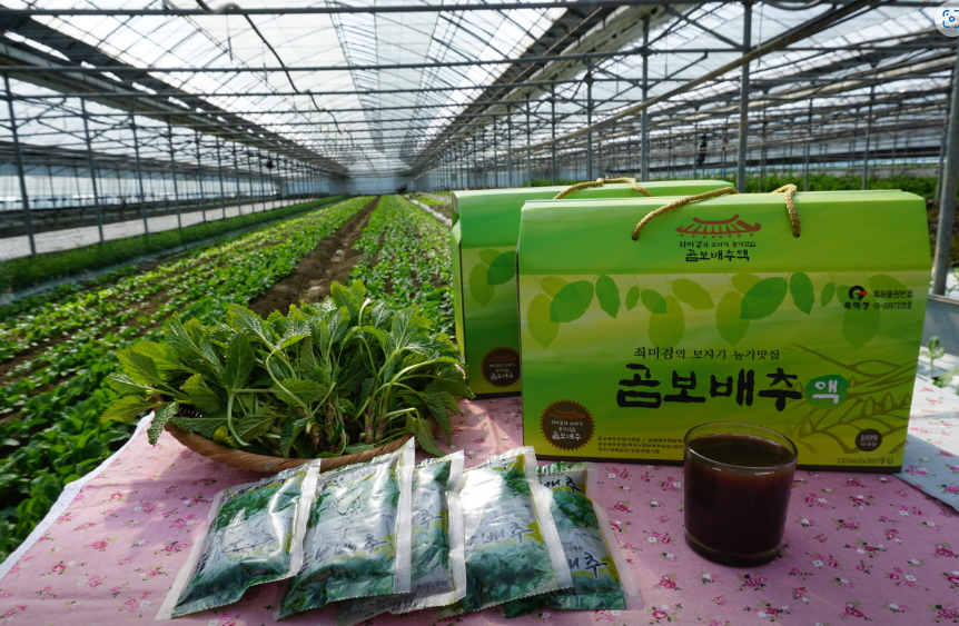 채소 재배