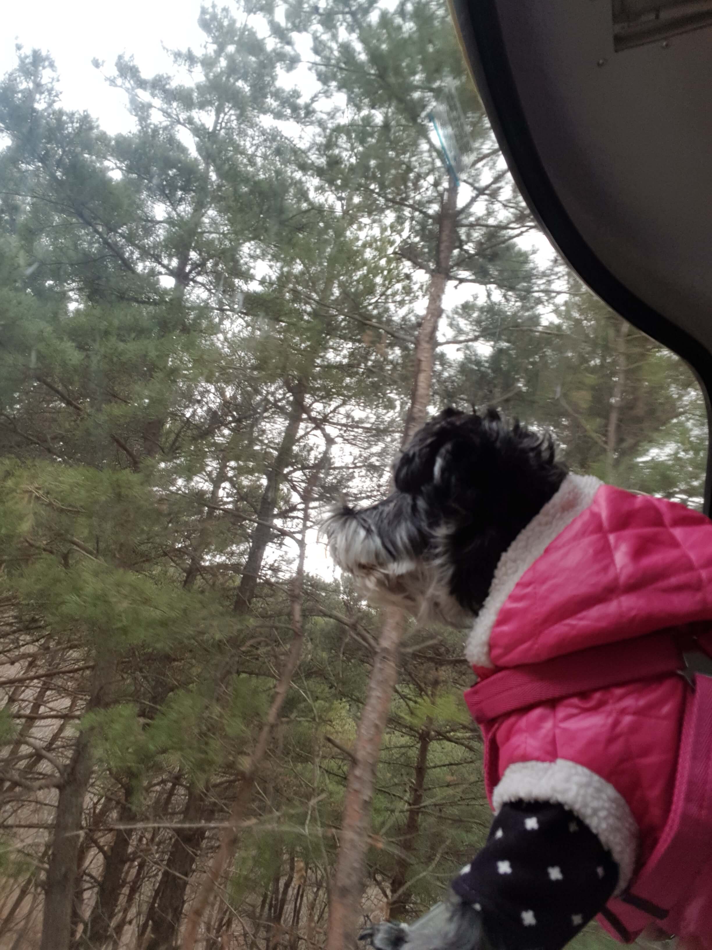 케이블카 위에서