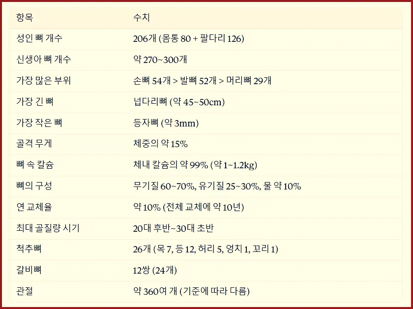 인체 골격계 요약