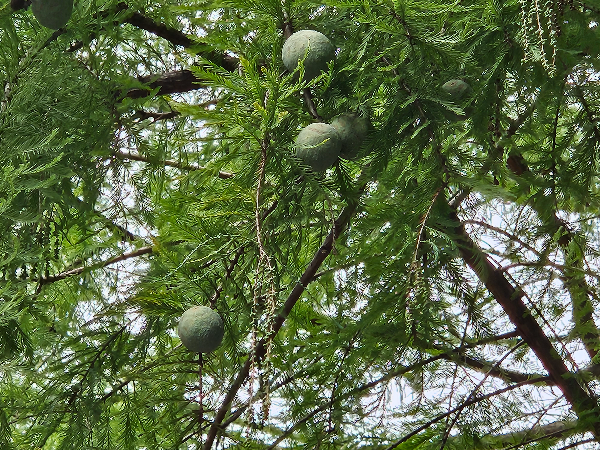 축구공 같은 열매
