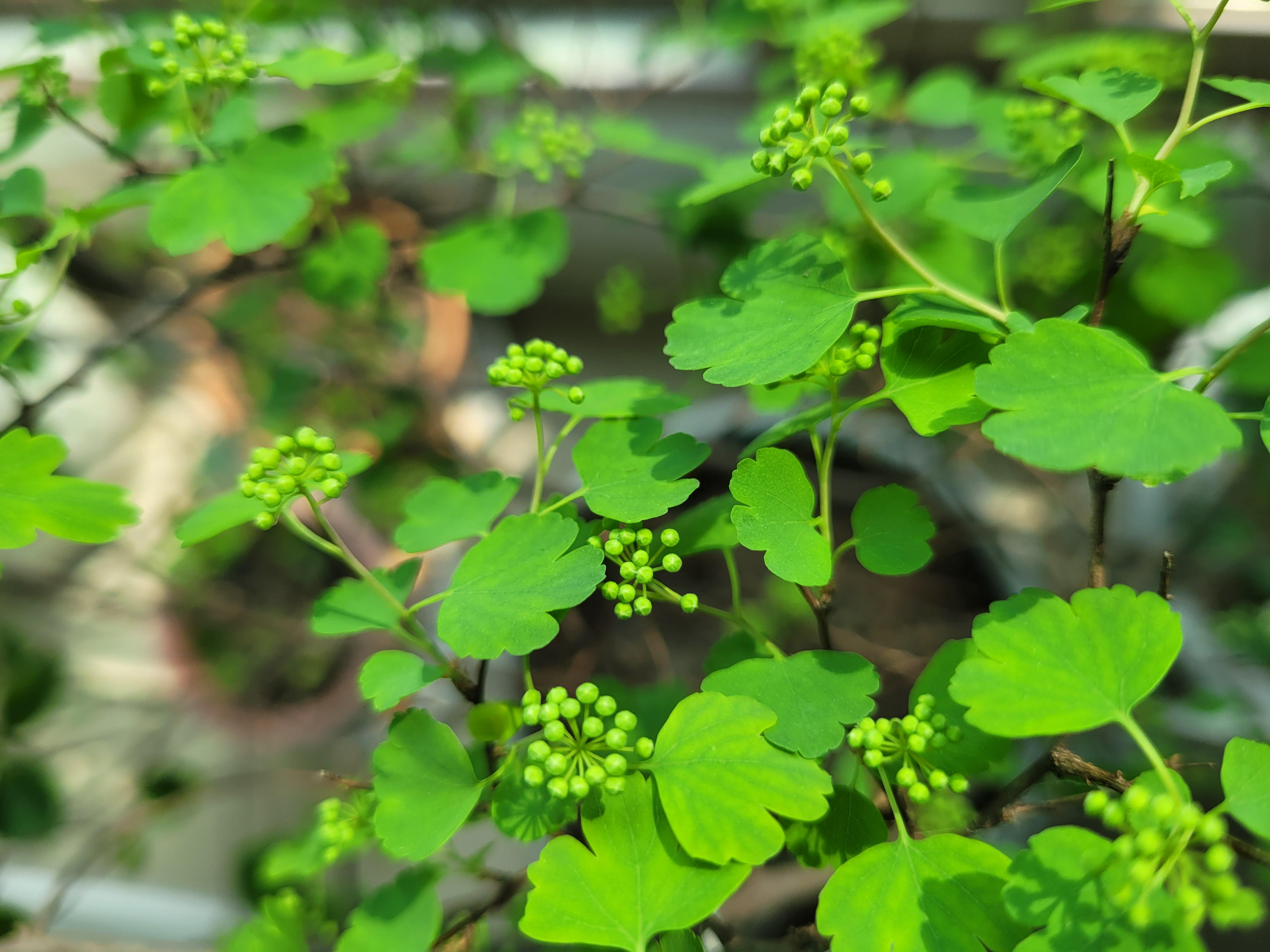 조팝뜻 - 조팝나무는 피웠는데 은행조팝은 아직 6