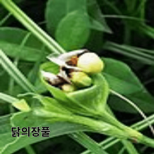 닭의장풀의 영양소 및 효능, 채취방법, 요리 레시피