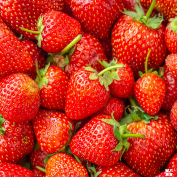 딸기의 놀라운 효능 : 딸기 효능 알고 드세요!