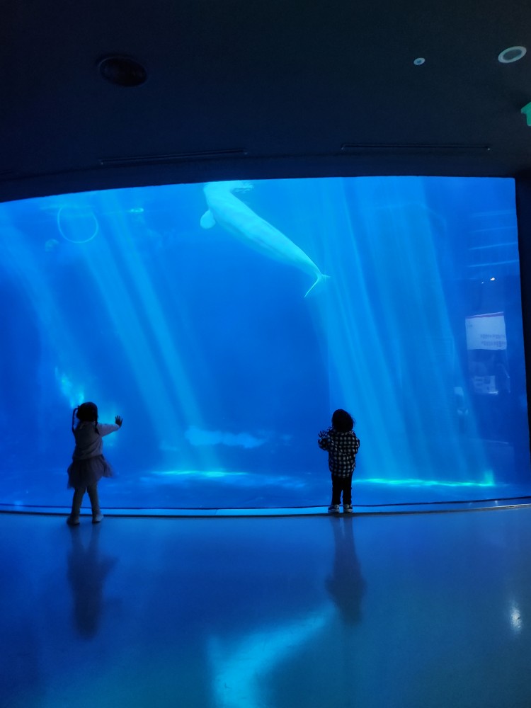 벨루가를 보는 아이들