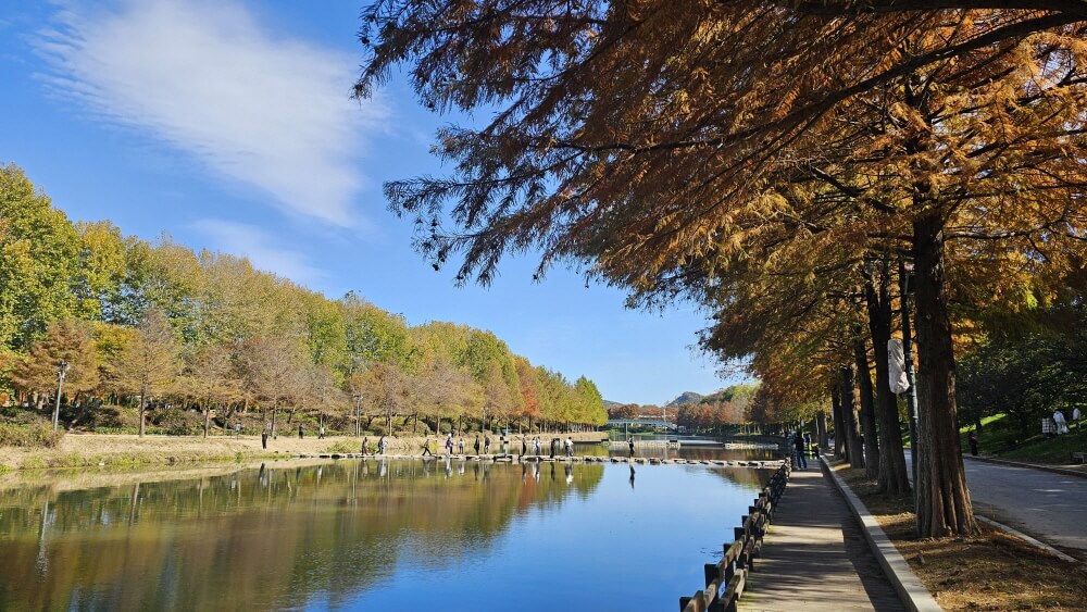 담양 관방제림 &amp; 메타세쿼이어랜드 단풍 절정 실시간 후기 : 이번주 전라남도 가볼만한곳 추천