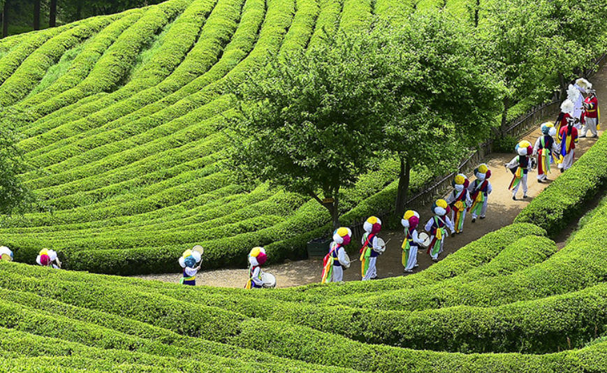 보성 다향대축제