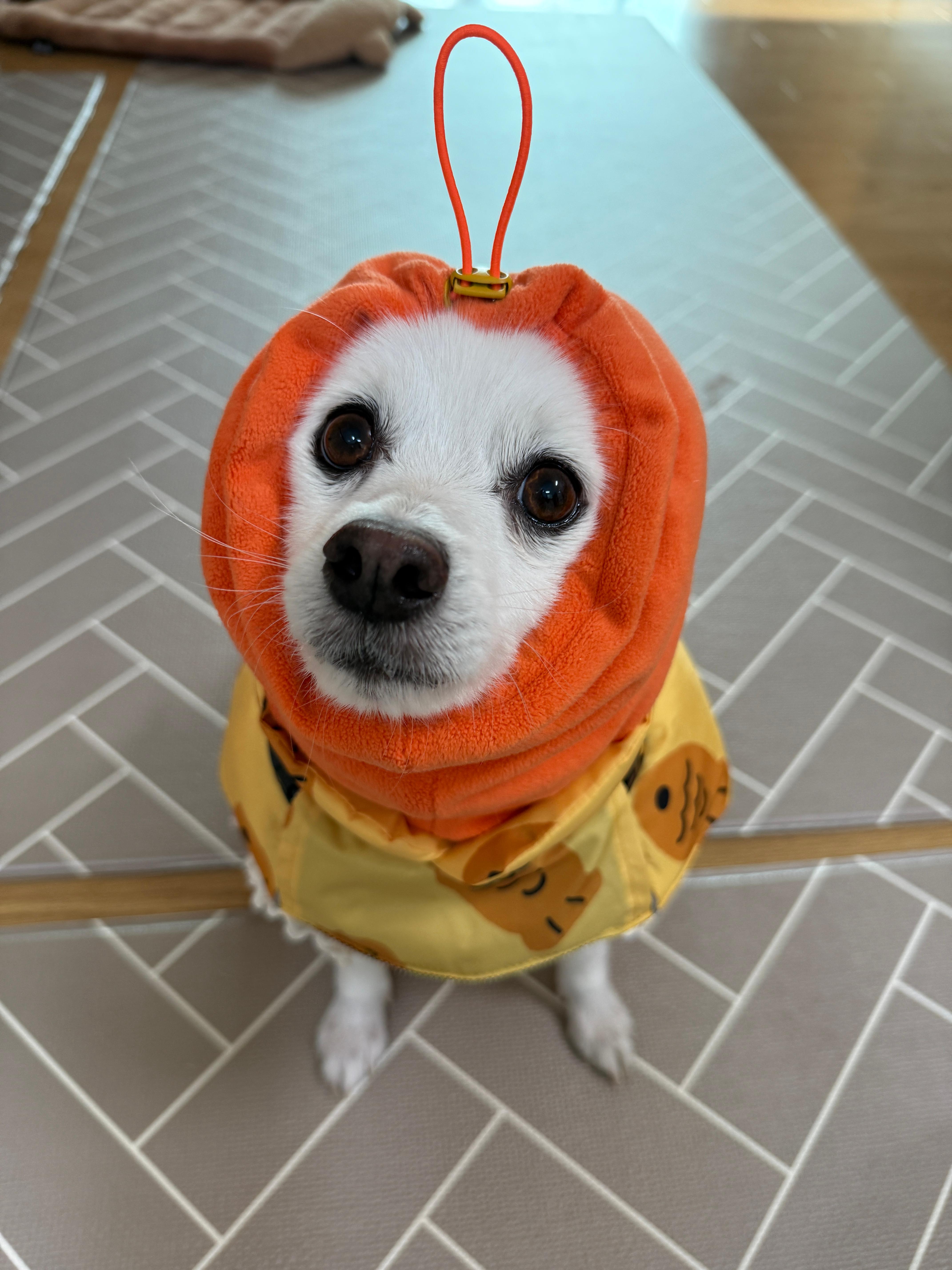 스피츠