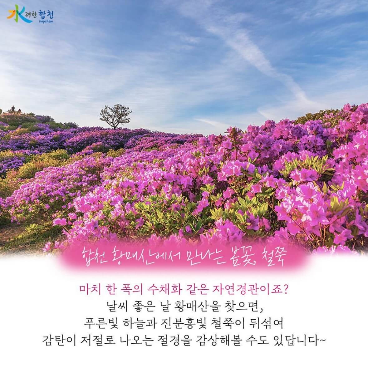 황매산 철쭉축제 기간