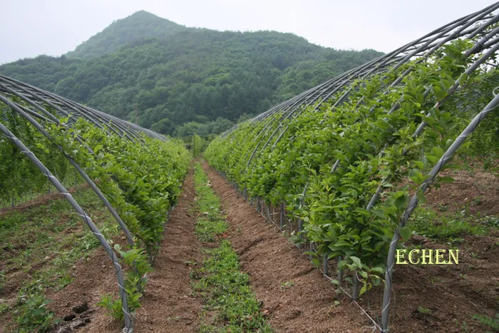 오미자 재배 차광 관리 덩굴 유인 병해 예방_5