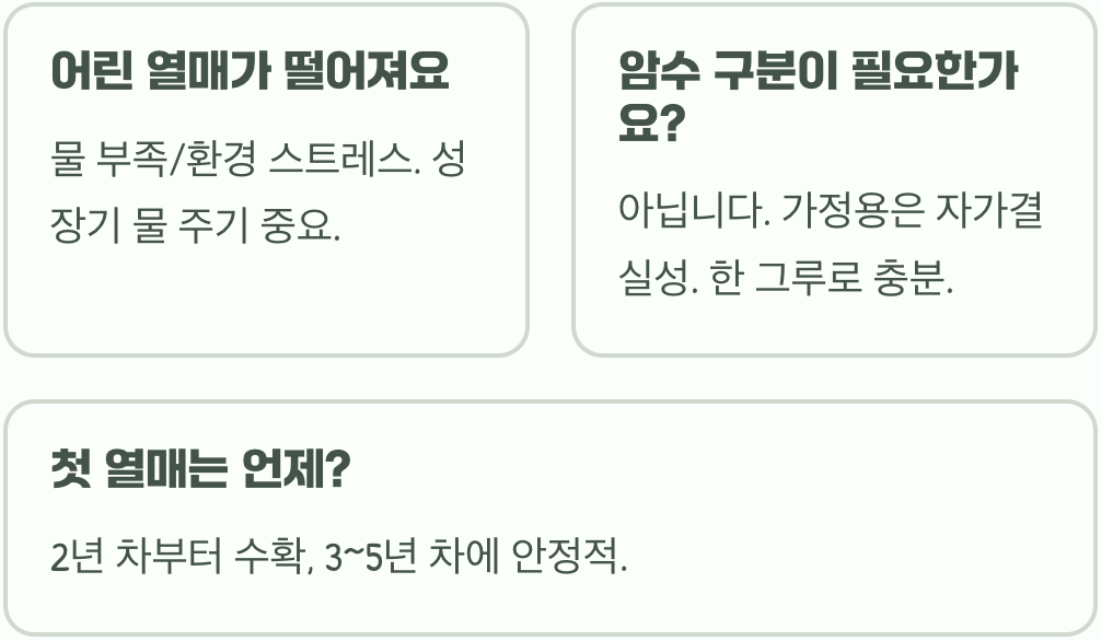 우리 집 무화과나무, 왜 열매가 안 열릴까? (원인 분석)