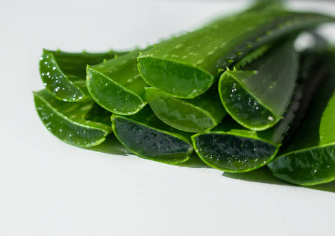 알로에 베라