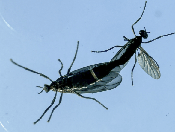 유리창에 붙은 러브버그 떼&amp;#44; 위생 우려를 부르는 실제 사진