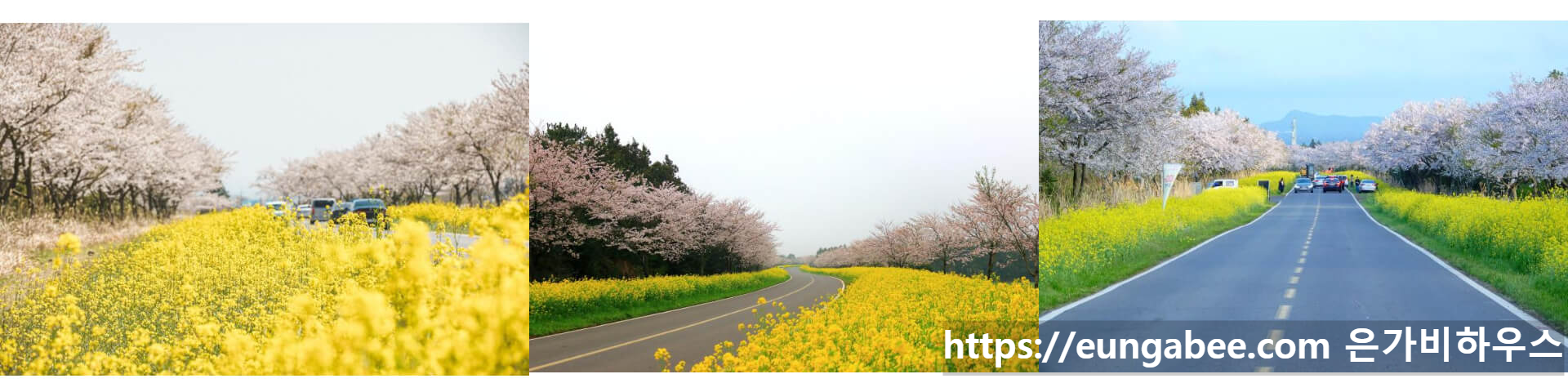 녹산로 유채꽃과 벚꽃길