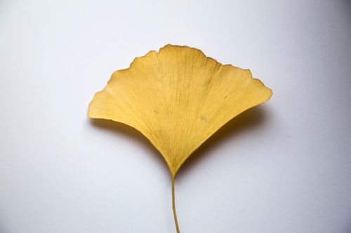 은행 열매 하루 몇 개까지? 성인&middot;어린이 섭취량이 다른 이유