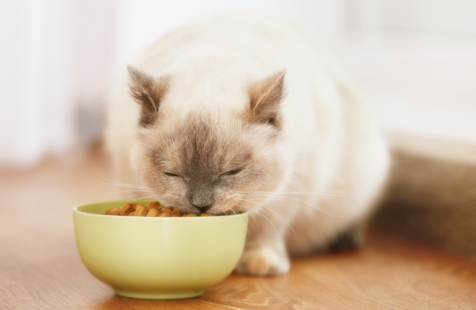 고양이에게 필요한 하루 열량 칼로리 계산하는 방법