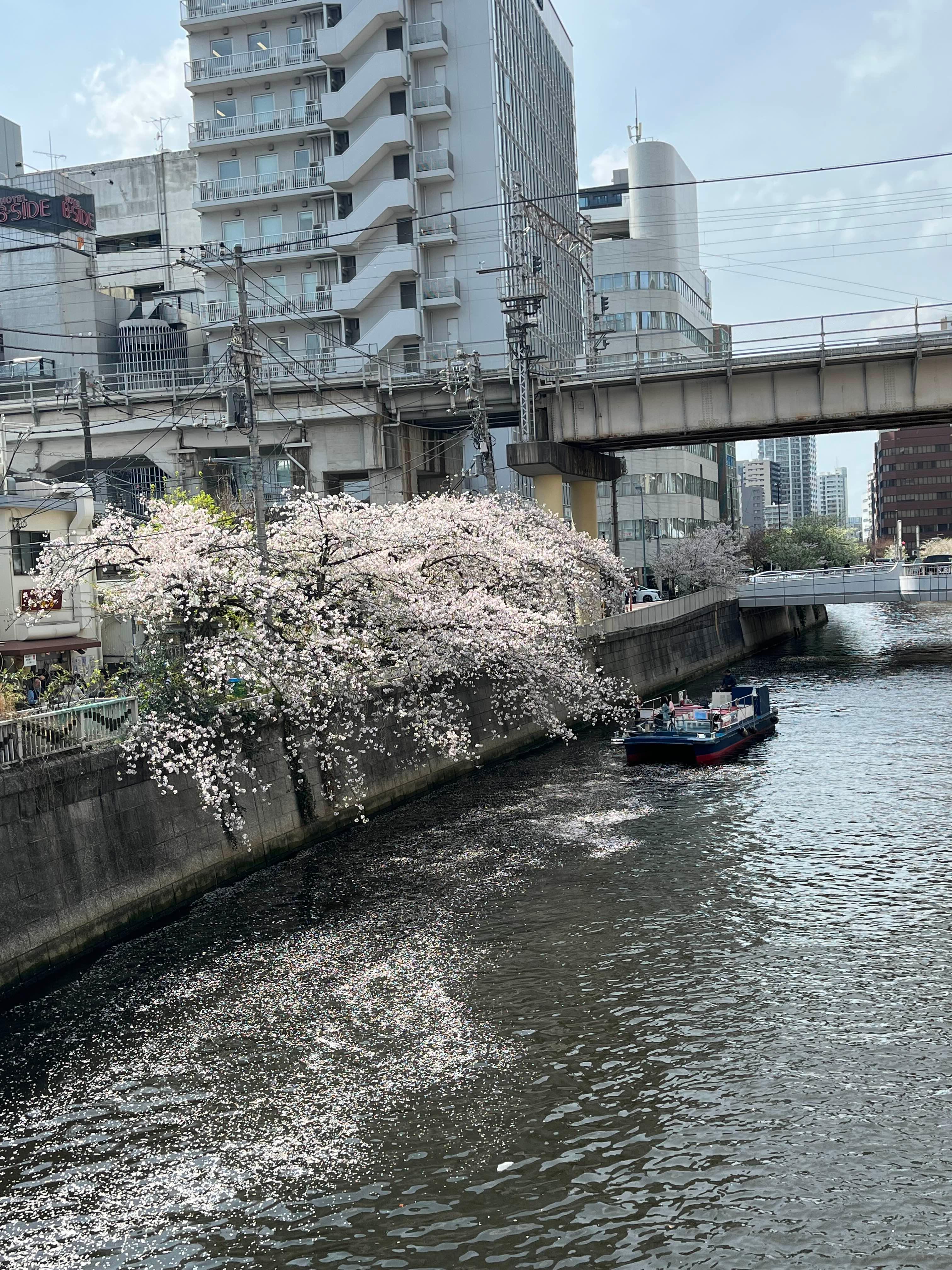 메구로강 벚꽃 크루즈