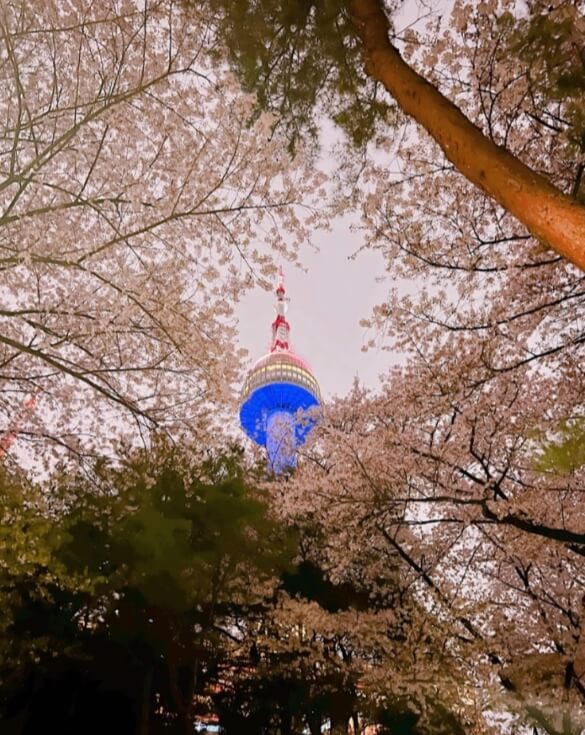 N서울타워 벚꽃축제 Blossom Tower