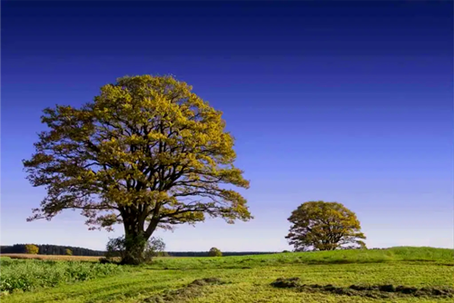 Background Eraser Tool