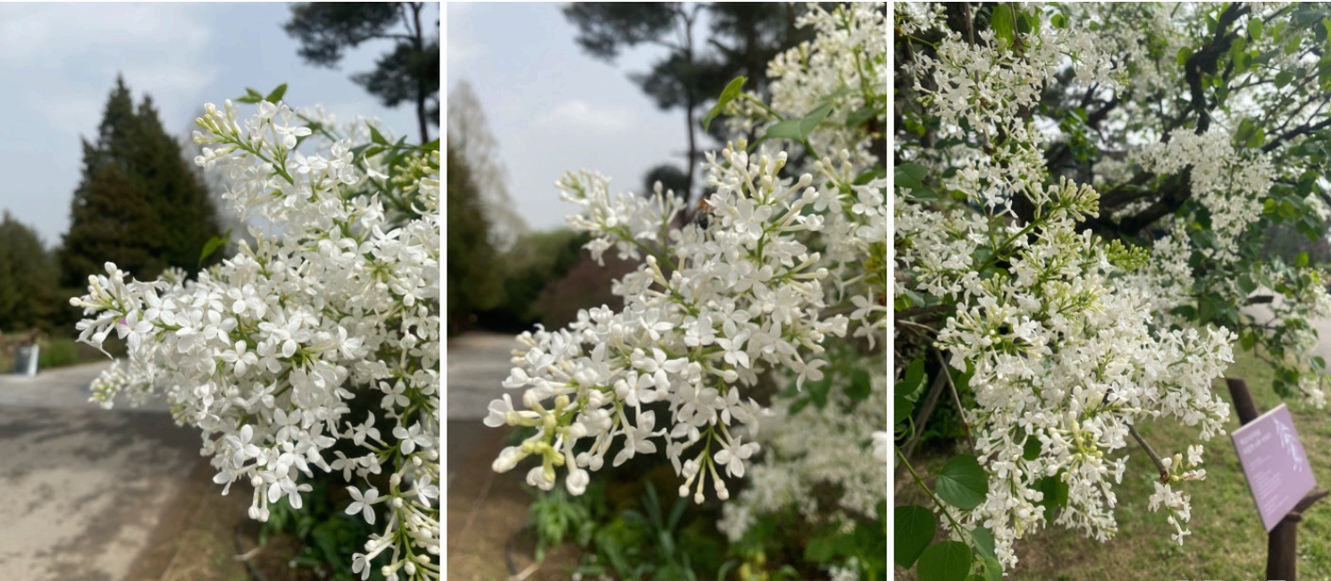 [서울 근교 여행] 경기도 파주 드라마 촬영지 사계절 내내 아름다운 벽초지수목원