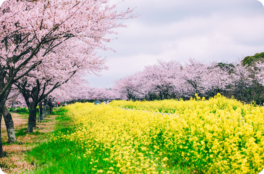 녹산로 벚꽃길사진