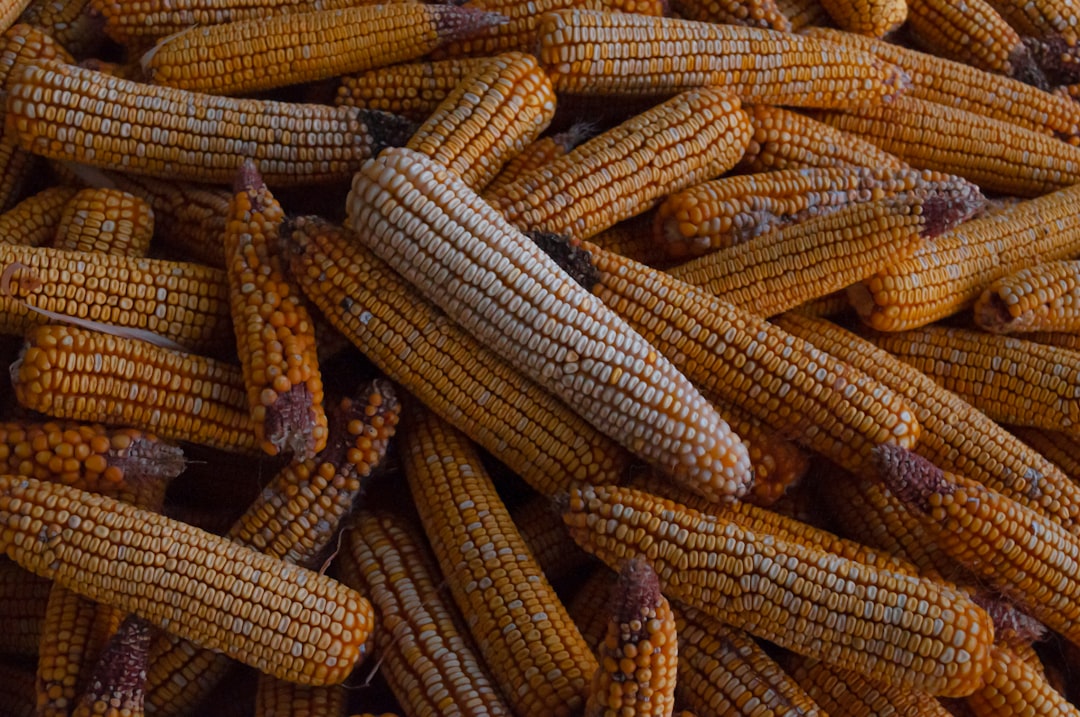 Corn.